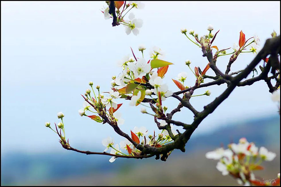 【春天,广西桂林灌阳县向您发出邀请!】我们在灌阳看梨花 - 游山玩水 - 吉安生活社区 - 吉安28生活网 ja.28life.com