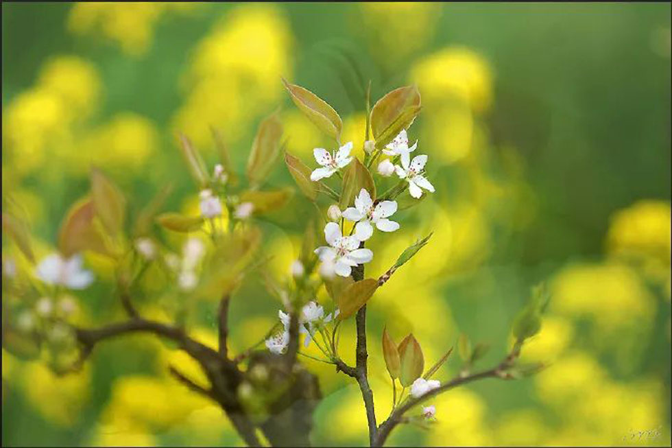【春天,广西桂林灌阳县向您发出邀请!】我们在灌阳看梨花 - 游山玩水 - 吉安生活社区 - 吉安28生活网 ja.28life.com