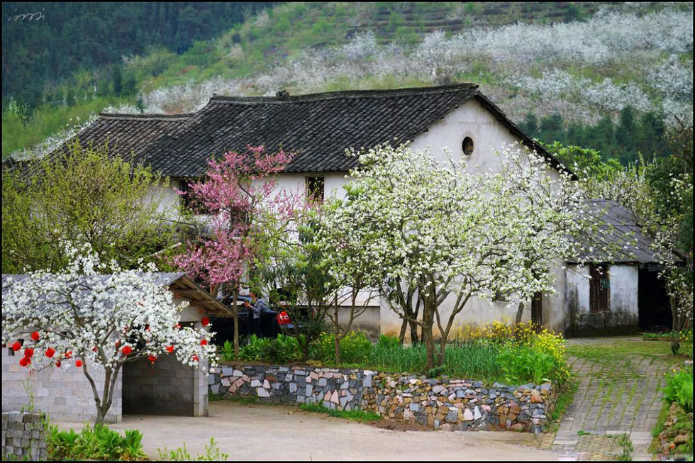 【春天,广西桂林灌阳县向您发出邀请!】我们在灌阳看梨花 - 游山玩水 - 吉安生活社区 - 吉安28生活网 ja.28life.com