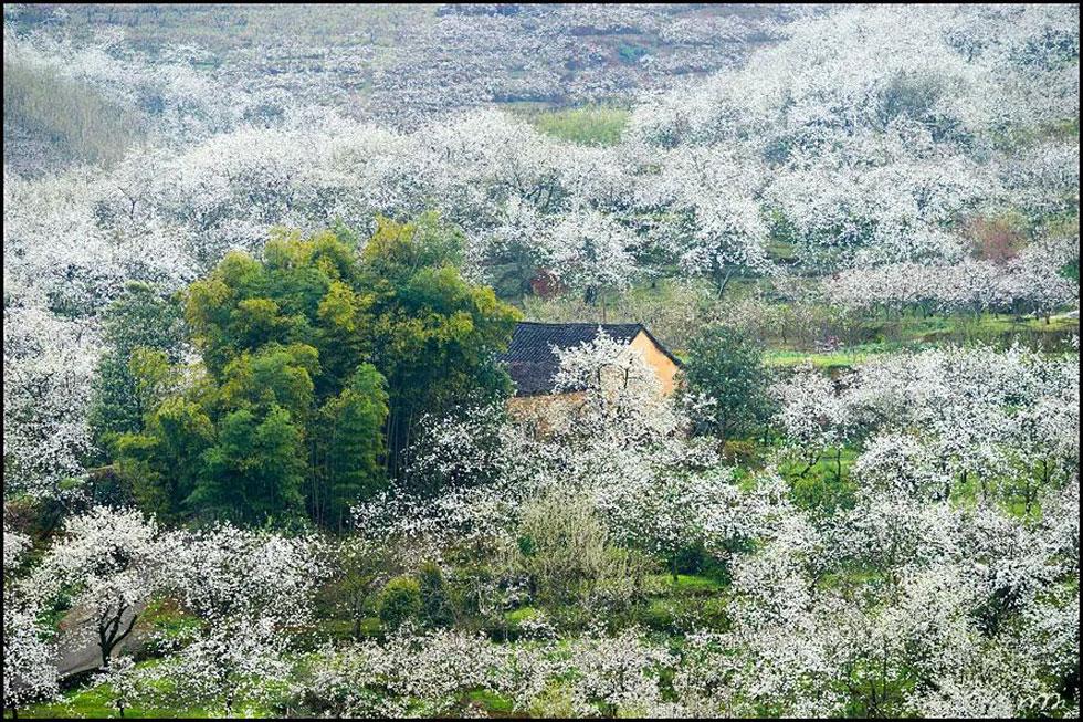 【春天,广西桂林灌阳县向您发出邀请!】我们在灌阳看梨花 - 游山玩水 - 吉安生活社区 - 吉安28生活网 ja.28life.com