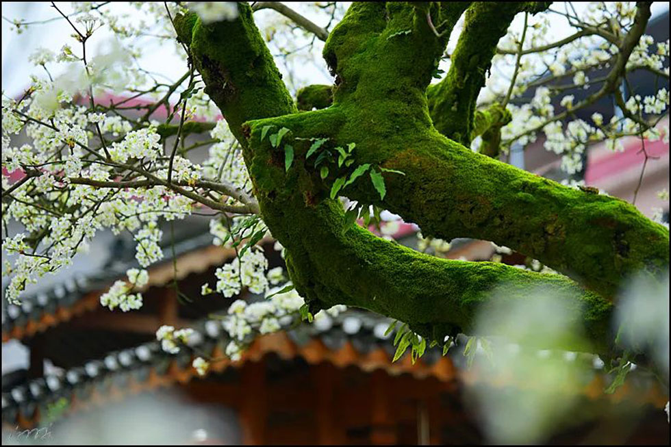 【春天,广西桂林灌阳县向您发出邀请!】我们在灌阳看梨花 - 游山玩水 - 吉安生活社区 - 吉安28生活网 ja.28life.com