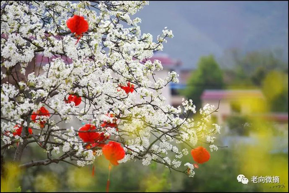 【春天,广西桂林灌阳县向您发出邀请!】我们在灌阳看梨花 - 游山玩水 - 吉安生活社区 - 吉安28生活网 ja.28life.com