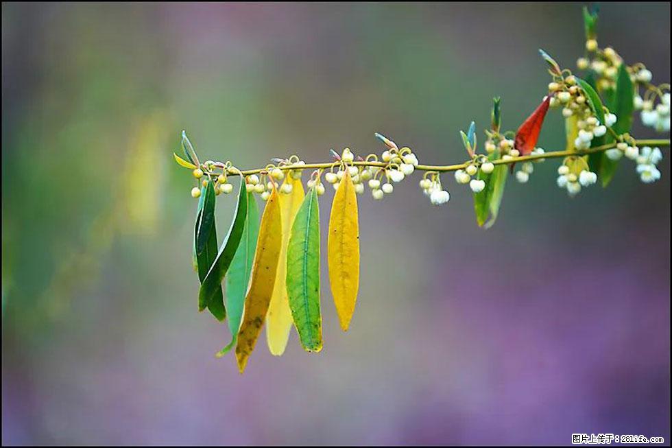 【春天,广西桂林灌阳县向您发出邀请!】米珠山前有片山苍子花在飘香 - 游山玩水 - 吉安生活社区 - 吉安28生活网 ja.28life.com