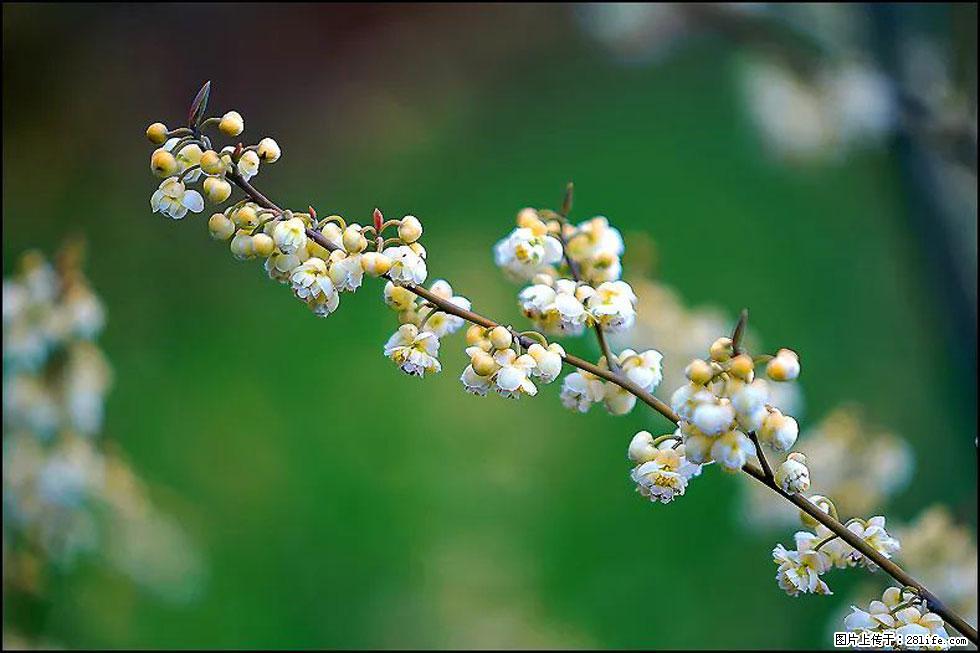 【春天,广西桂林灌阳县向您发出邀请!】米珠山前有片山苍子花在飘香 - 游山玩水 - 吉安生活社区 - 吉安28生活网 ja.28life.com
