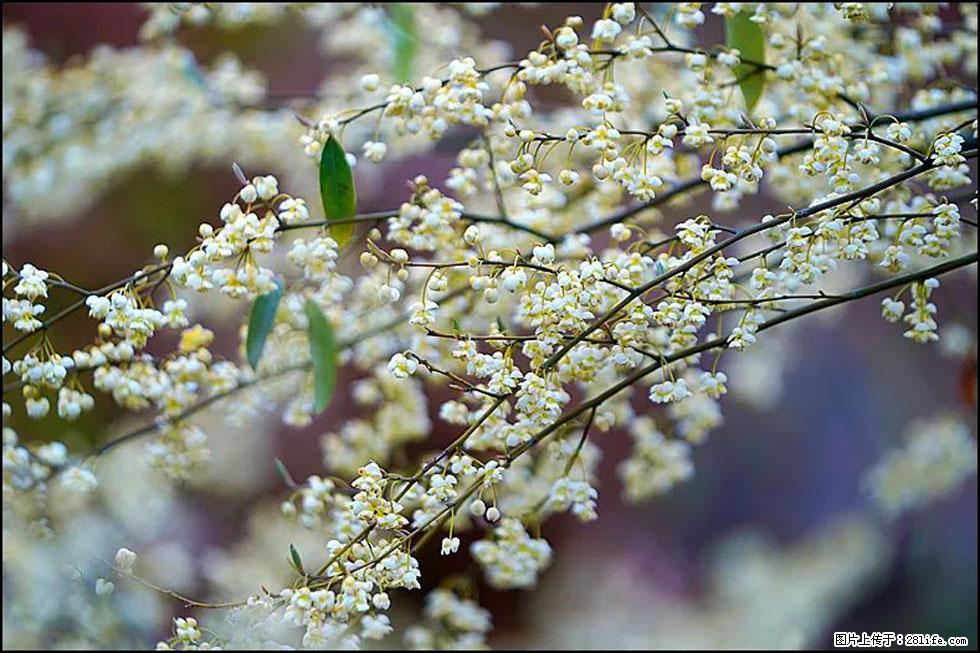 【春天,广西桂林灌阳县向您发出邀请!】米珠山前有片山苍子花在飘香 - 游山玩水 - 吉安生活社区 - 吉安28生活网 ja.28life.com
