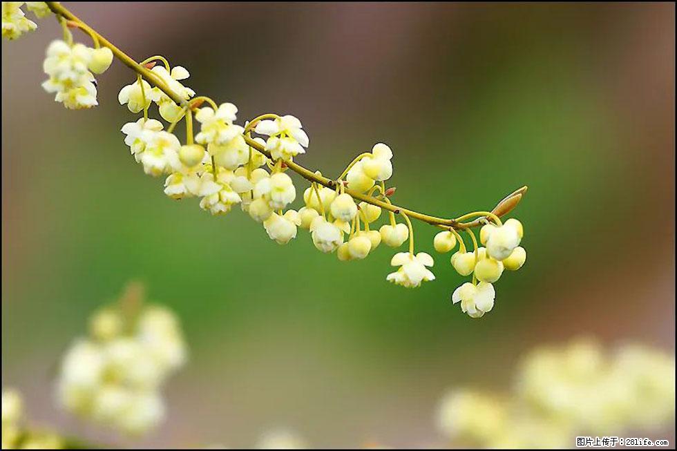 【春天,广西桂林灌阳县向您发出邀请!】米珠山前有片山苍子花在飘香 - 游山玩水 - 吉安生活社区 - 吉安28生活网 ja.28life.com