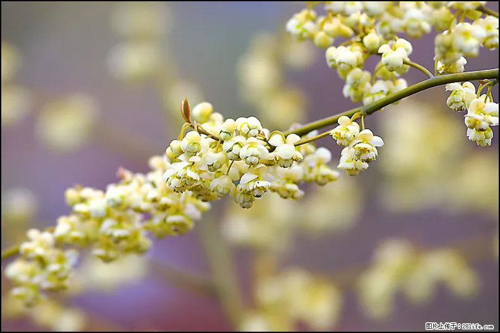 【春天,广西桂林灌阳县向您发出邀请!】米珠山前有片山苍子花在飘香 - 游山玩水 - 吉安生活社区 - 吉安28生活网 ja.28life.com