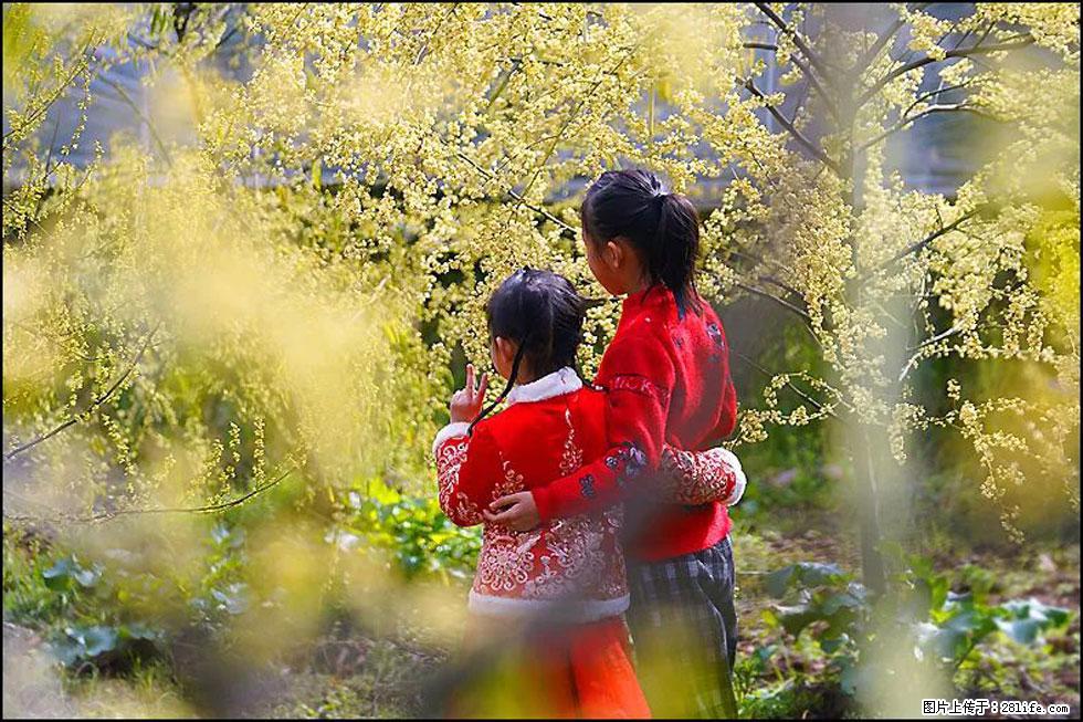 【春天,广西桂林灌阳县向您发出邀请!】米珠山前有片山苍子花在飘香 - 游山玩水 - 吉安生活社区 - 吉安28生活网 ja.28life.com