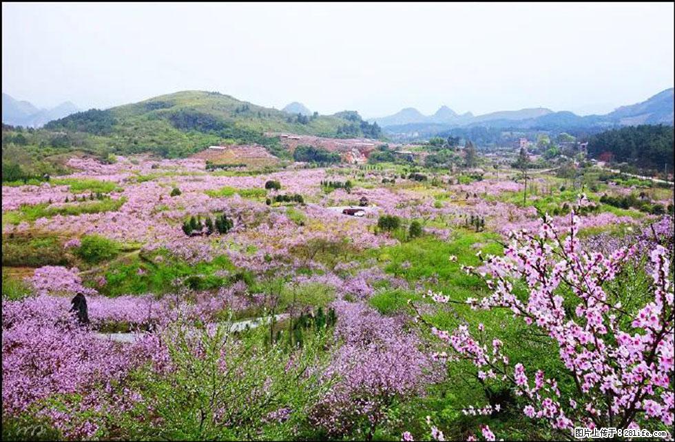 【春天,广西桂林灌阳县向您发出邀请!】官庄村有个醉美的桃花园 - 游山玩水 - 吉安生活社区 - 吉安28生活网 ja.28life.com