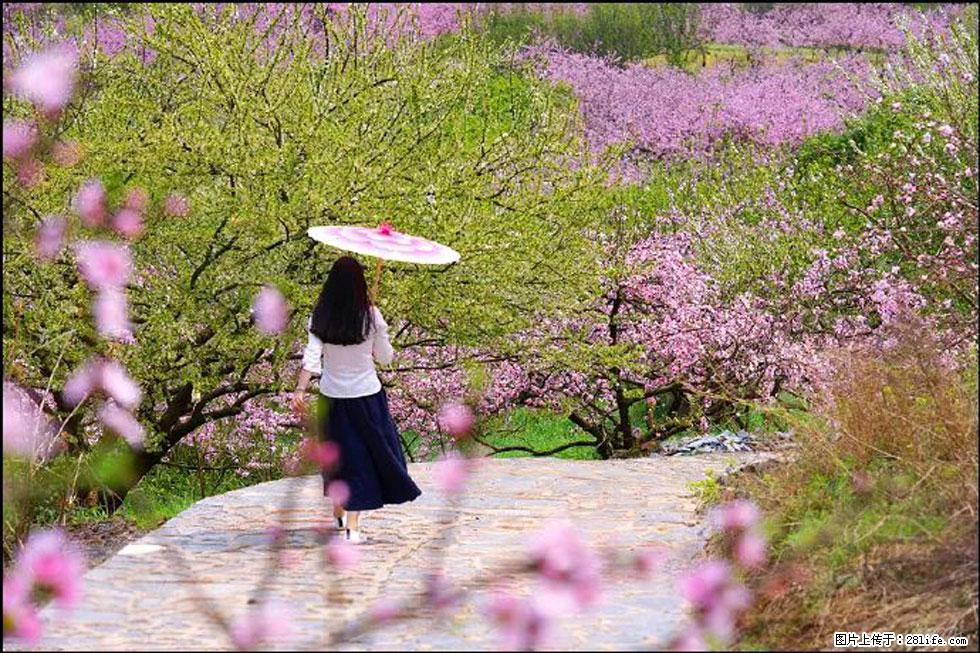 【春天,广西桂林灌阳县向您发出邀请!】官庄村有个醉美的桃花园 - 游山玩水 - 吉安生活社区 - 吉安28生活网 ja.28life.com