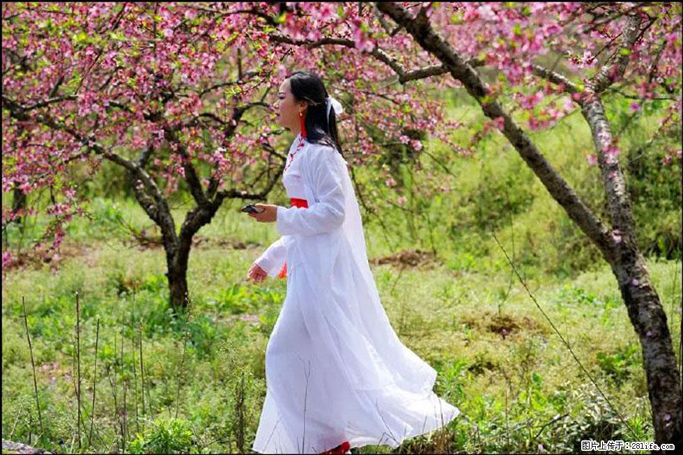 【春天,广西桂林灌阳县向您发出邀请!】官庄村有个醉美的桃花园 - 游山玩水 - 吉安生活社区 - 吉安28生活网 ja.28life.com