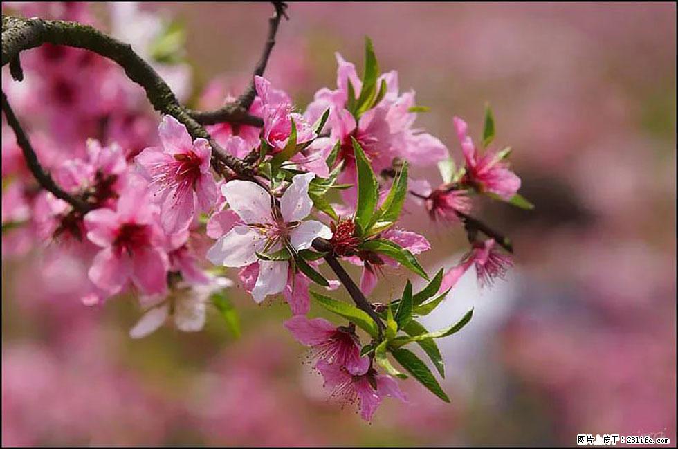 【春天,广西桂林灌阳县向您发出邀请!】官庄村有个醉美的桃花园 - 游山玩水 - 吉安生活社区 - 吉安28生活网 ja.28life.com