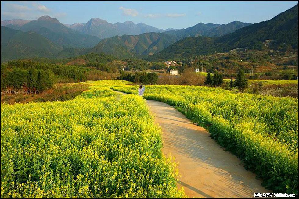 【春天,广西桂林灌阳县向您发出邀请!】长坪村油菜盛情花开 - 游山玩水 - 吉安生活社区 - 吉安28生活网 ja.28life.com