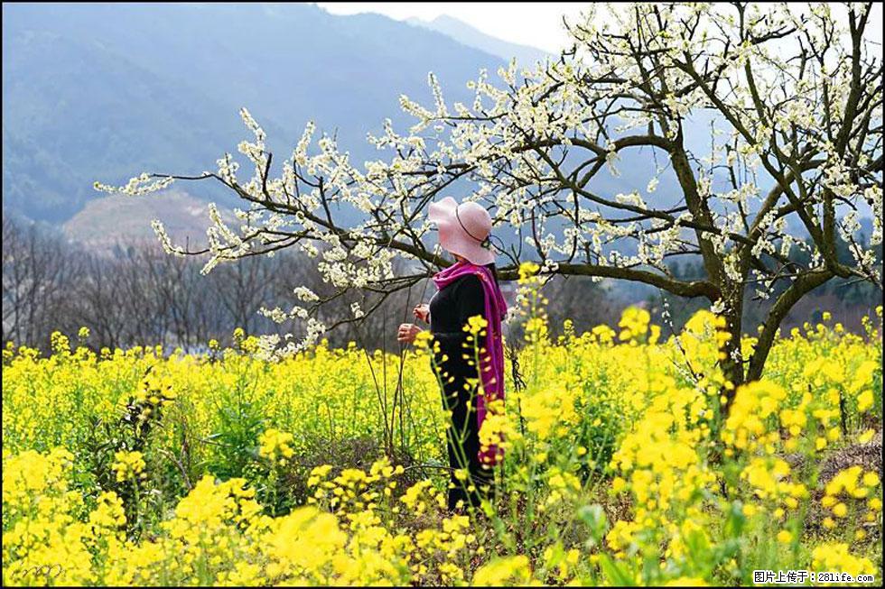 【春天,广西桂林灌阳县向您发出邀请!】长坪村油菜盛情花开 - 游山玩水 - 吉安生活社区 - 吉安28生活网 ja.28life.com