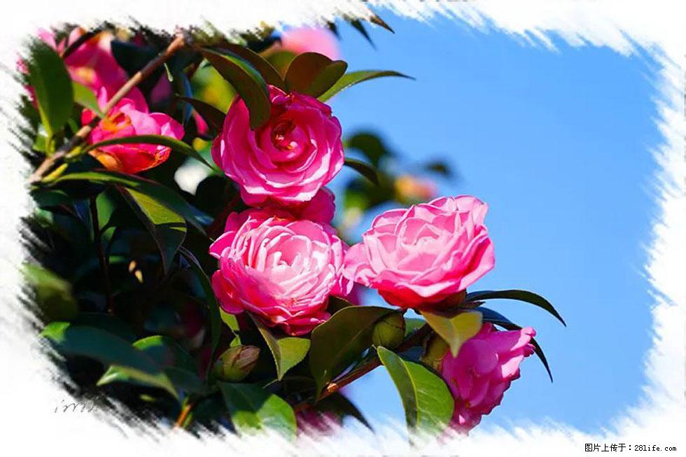 【春天,广西桂林灌阳县向您发出邀请!】杨柳井茶花惹人爱 - 游山玩水 - 吉安生活社区 - 吉安28生活网 ja.28life.com