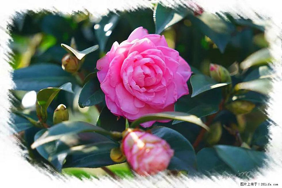 【春天,广西桂林灌阳县向您发出邀请!】杨柳井茶花惹人爱 - 游山玩水 - 吉安生活社区 - 吉安28生活网 ja.28life.com