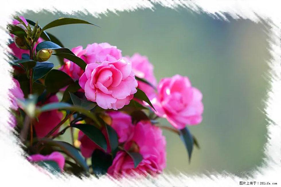 【春天,广西桂林灌阳县向您发出邀请!】杨柳井茶花惹人爱 - 游山玩水 - 吉安生活社区 - 吉安28生活网 ja.28life.com