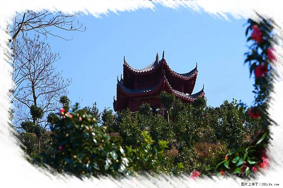 【春天,广西桂林灌阳县向您发出邀请!】杨柳井茶花惹人爱 - 游山玩水 - 吉安生活社区 - 吉安28生活网 ja.28life.com