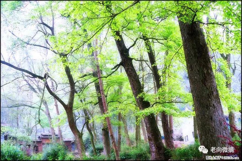 【春天,广西桂林灌阳县向您发出邀请!】在小龙村与春天约会 - 游山玩水 - 吉安生活社区 - 吉安28生活网 ja.28life.com