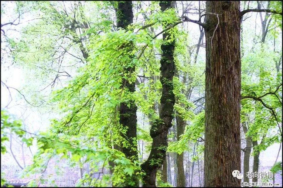 【春天,广西桂林灌阳县向您发出邀请!】在小龙村与春天约会 - 游山玩水 - 吉安生活社区 - 吉安28生活网 ja.28life.com