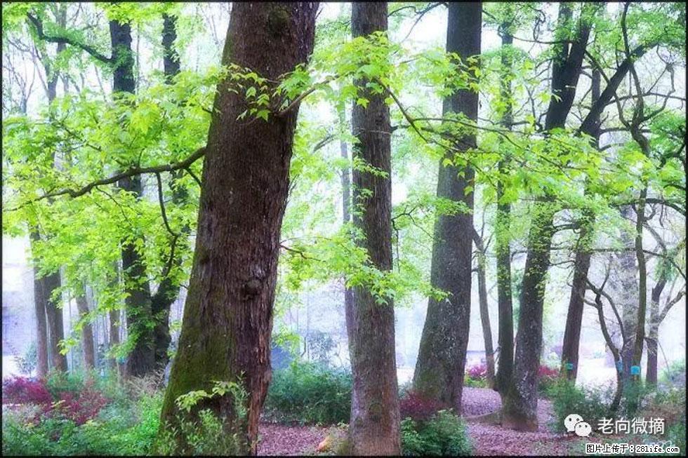 【春天,广西桂林灌阳县向您发出邀请!】在小龙村与春天约会 - 游山玩水 - 吉安生活社区 - 吉安28生活网 ja.28life.com