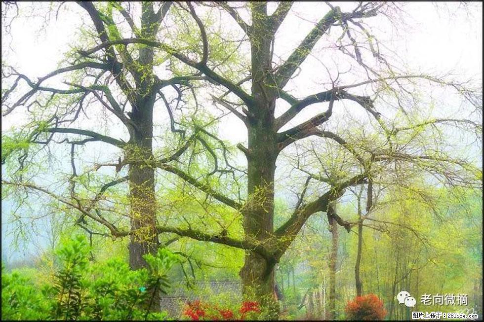 【春天,广西桂林灌阳县向您发出邀请!】在小龙村与春天约会 - 游山玩水 - 吉安生活社区 - 吉安28生活网 ja.28life.com