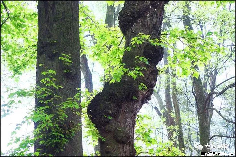 【春天,广西桂林灌阳县向您发出邀请!】在小龙村与春天约会 - 游山玩水 - 吉安生活社区 - 吉安28生活网 ja.28life.com