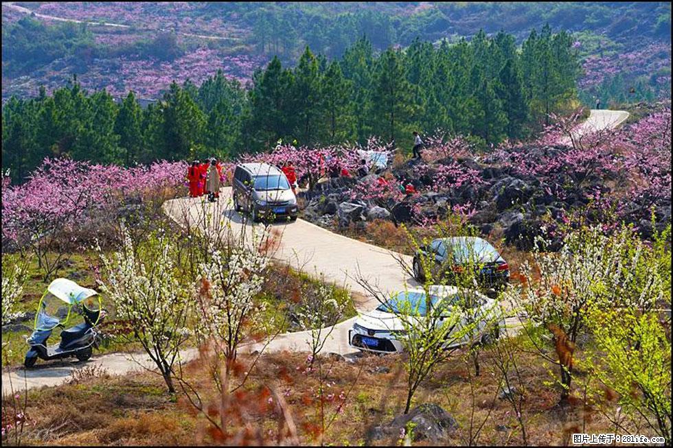 【春天,广西桂林灌阳县向您发出邀请!】望月岭上桃花开 - 游山玩水 - 吉安生活社区 - 吉安28生活网 ja.28life.com