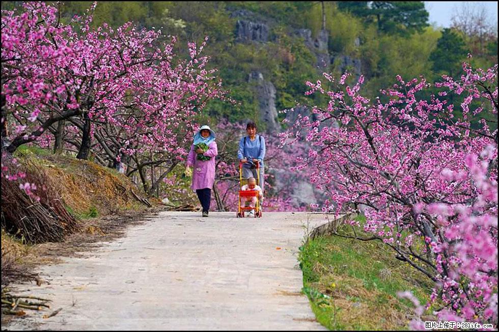 【春天,广西桂林灌阳县向您发出邀请!】望月岭上桃花开 - 游山玩水 - 吉安生活社区 - 吉安28生活网 ja.28life.com