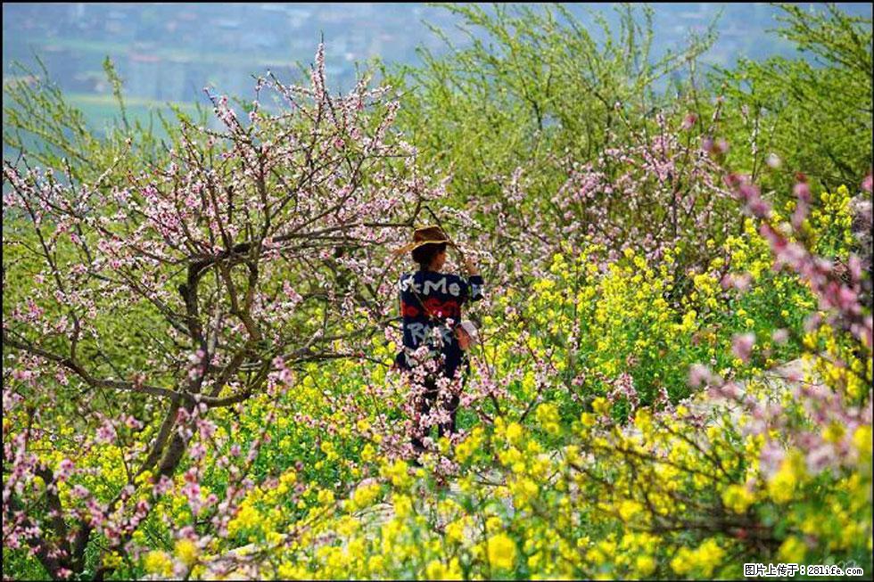 【春天,广西桂林灌阳县向您发出邀请!】望月岭上桃花开 - 游山玩水 - 吉安生活社区 - 吉安28生活网 ja.28life.com