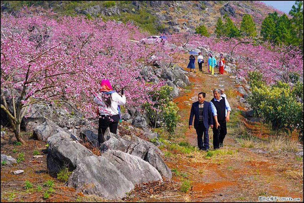 【春天,广西桂林灌阳县向您发出邀请!】望月岭上桃花开 - 游山玩水 - 吉安生活社区 - 吉安28生活网 ja.28life.com