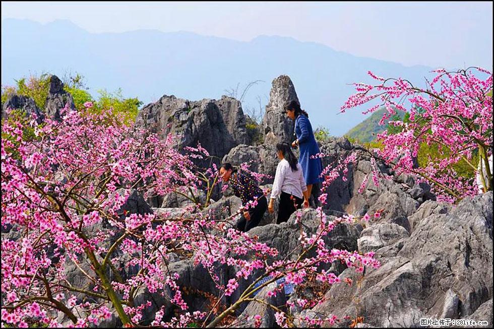 【春天,广西桂林灌阳县向您发出邀请!】望月岭上桃花开 - 游山玩水 - 吉安生活社区 - 吉安28生活网 ja.28life.com