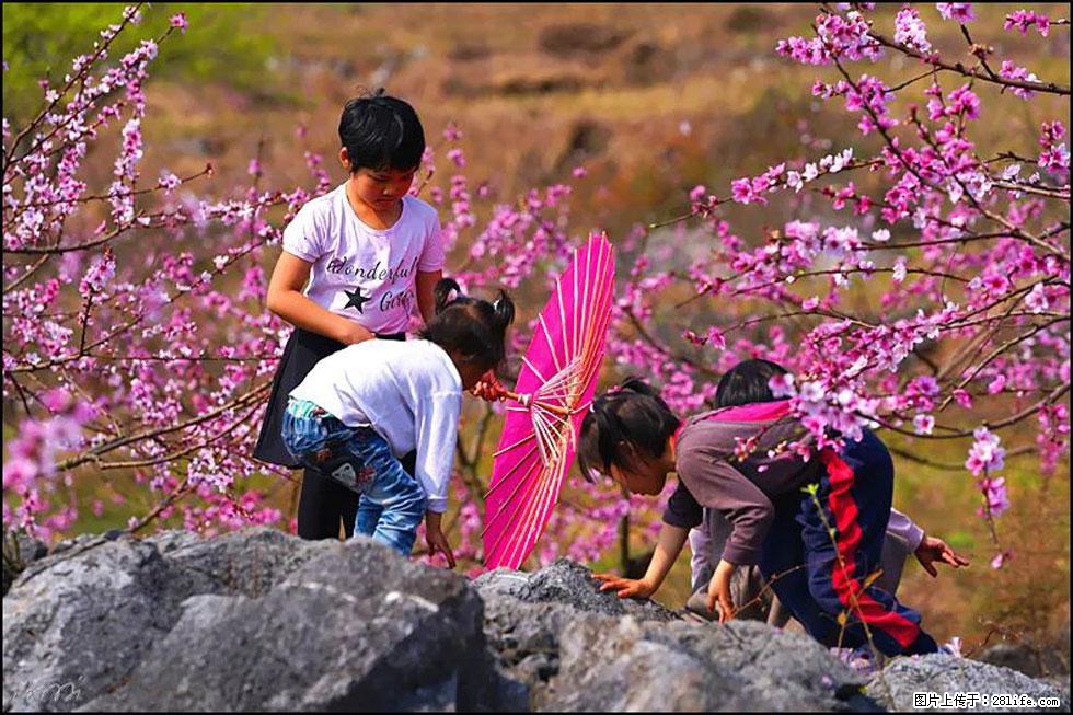 【春天,广西桂林灌阳县向您发出邀请!】望月岭上桃花开 - 游山玩水 - 吉安生活社区 - 吉安28生活网 ja.28life.com