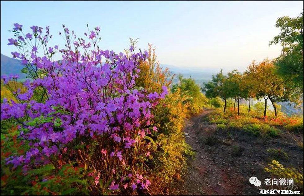 【春天,广西桂林灌阳县向您发出邀请!】登麒麟山,相约映山红 - 游山玩水 - 吉安生活社区 - 吉安28生活网 ja.28life.com