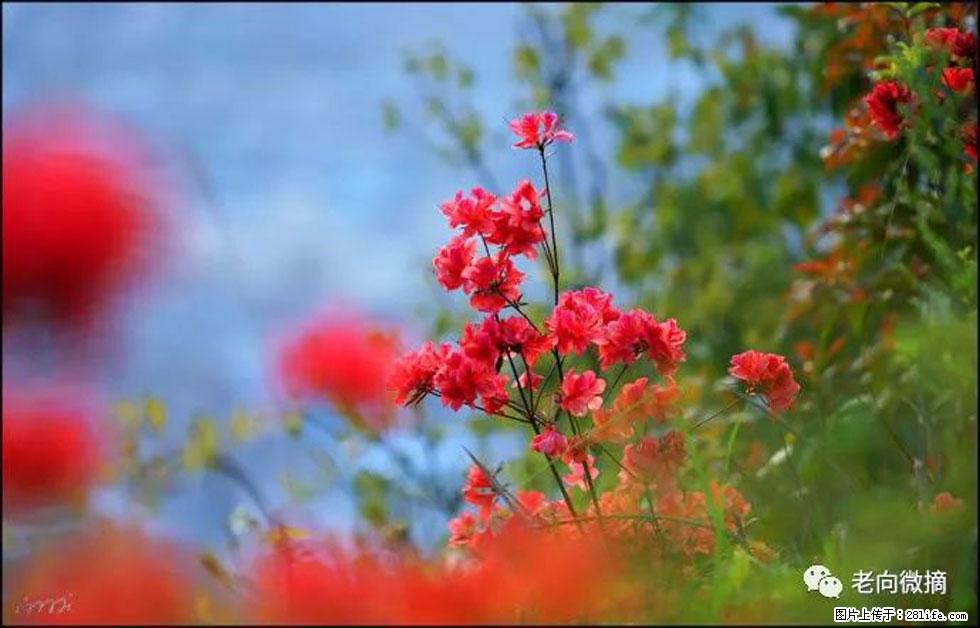 【春天,广西桂林灌阳县向您发出邀请!】登麒麟山,相约映山红 - 游山玩水 - 吉安生活社区 - 吉安28生活网 ja.28life.com