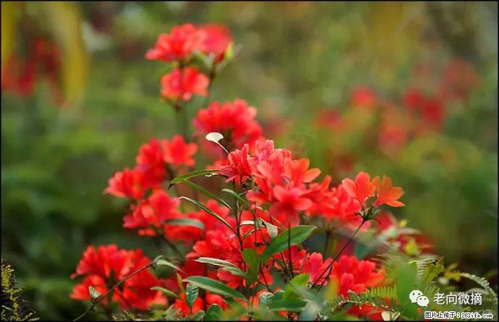 【春天,广西桂林灌阳县向您发出邀请!】登麒麟山,相约映山红 - 游山玩水 - 吉安生活社区 - 吉安28生活网 ja.28life.com