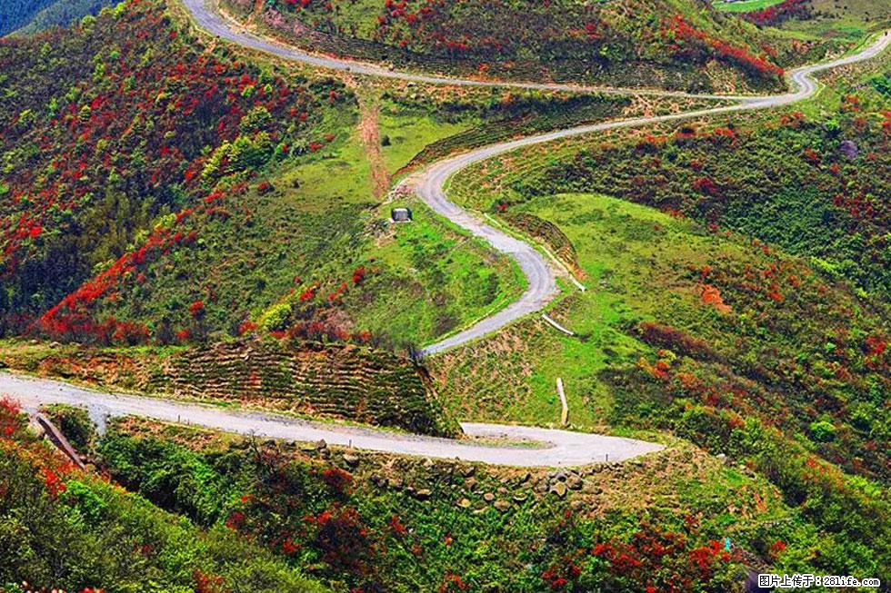 【春天，广西桂林灌阳县向您发出邀请！】春木界上映山红 - 游山玩水 - 吉安生活社区 - 吉安28生活网 ja.28life.com