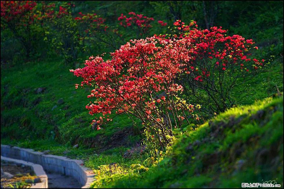 【春天，广西桂林灌阳县向您发出邀请！】春木界上映山红 - 游山玩水 - 吉安生活社区 - 吉安28生活网 ja.28life.com