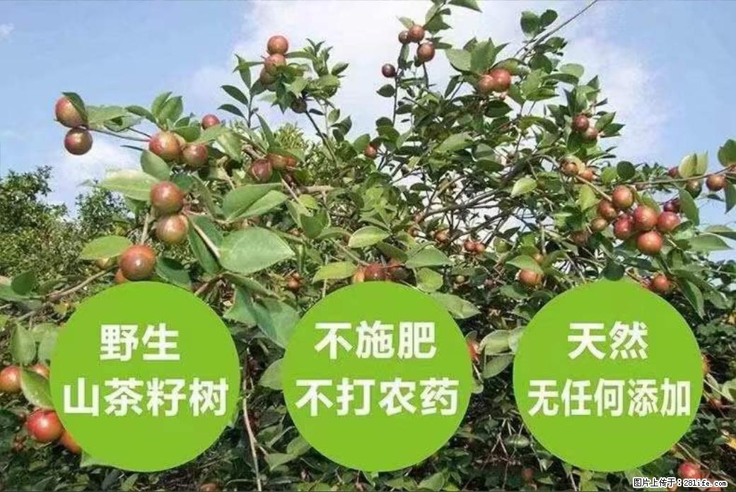 【灌阳县油茶产业示范区】一个有着充实的精神生活的人,对待身外之物自会有一种淡泊的态度 - 土特产 - 饮食特产 - 吉安分类信息 - 吉安28生活网 ja.28life.com