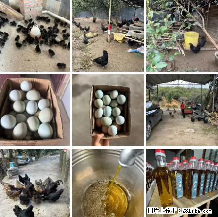 油茶园从小鸡仔开始养起的纯土鸡、土鸡蛋可以预定啦!还有前几天刚榨的纯山茶油哦 - 美食天地 - 吉安生活社区 - 吉安28生活网 ja.28life.com