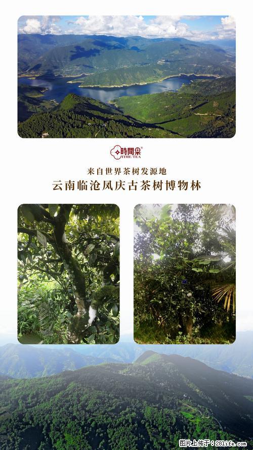 时间果百年古树2025年春红茶 - 购物交流 - 吉安生活社区 - 吉安28生活网 ja.28life.com