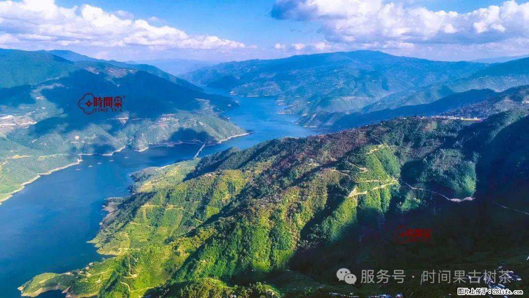 时间果百年古树龙珠普洱生茶 - 购物交流 - 吉安生活社区 - 吉安28生活网 ja.28life.com