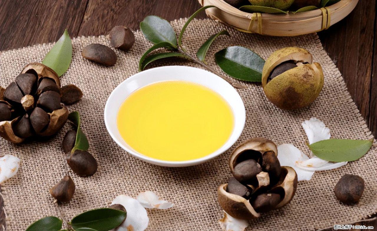 揭秘茶油的5大核心营养成分!被称为人体健康的“守护盾”! - 吉安生活资讯 - 吉安28生活网 ja.28life.com