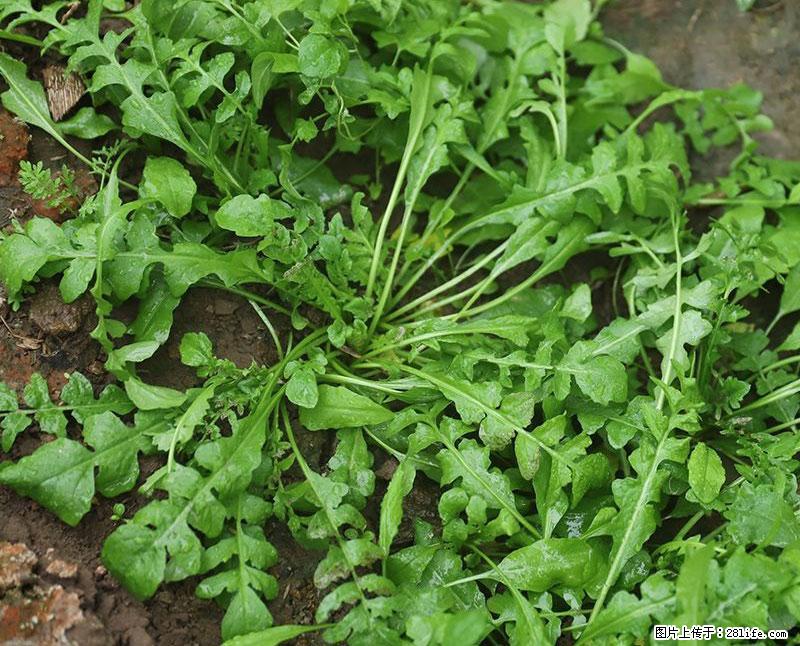 这些蔬菜是“天然钙片”，这6种被医生重点推荐 - 吉安生活资讯 - 吉安28生活网 ja.28life.com