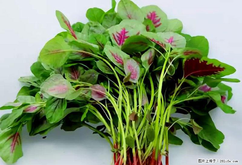 这些蔬菜是“天然钙片”，这6种被医生重点推荐 - 吉安生活资讯 - 吉安28生活网 ja.28life.com