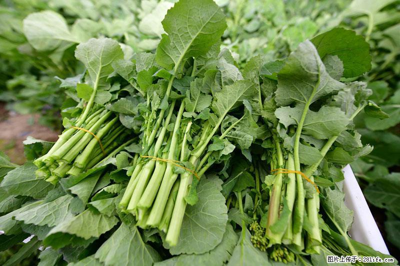 这些蔬菜是“天然钙片”，这6种被医生重点推荐 - 吉安生活资讯 - 吉安28生活网 ja.28life.com